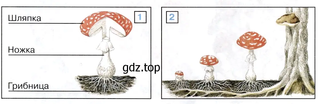Строение гриба - окружающий мир 3 класс Плешаков
