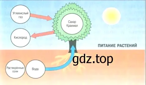 Питание растений - окружающий мир 3 класс Плешаков