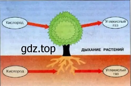 Дыхание растений - окружающий мир 3 класс Плешаков