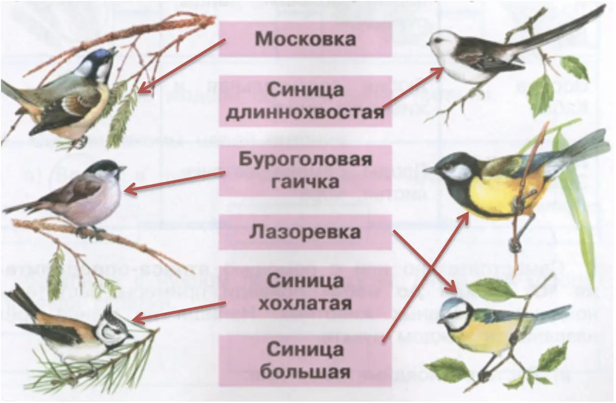 Синицы - окружающий мир 3 класс Плешаков тетрадь