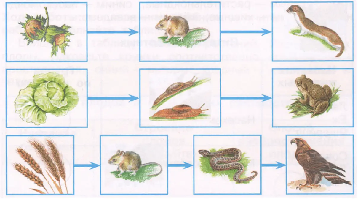 Цепи питания - окружающий мир 3 класс Плешаков тетрадь