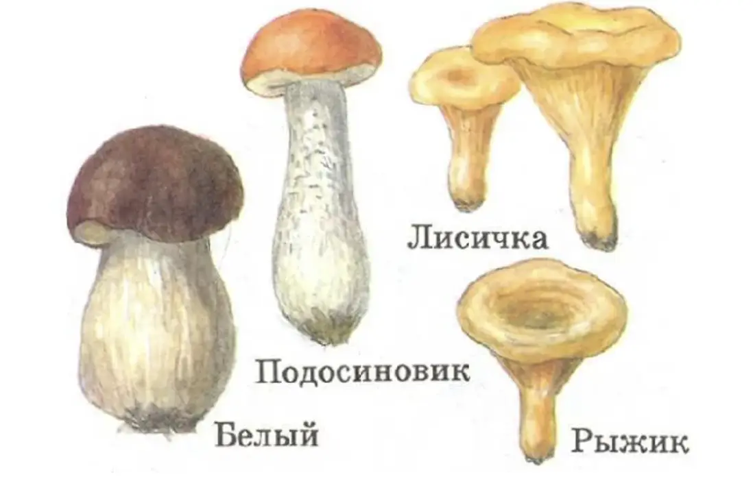 Животные, обитающие в почве - окружающий мир 3 класс Плешаков тетрадь