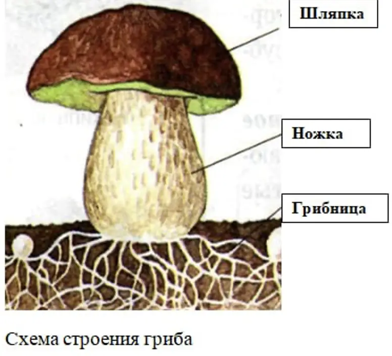 Схема строения гриба - окружающий мир 3 класс Плешаков тетрадь