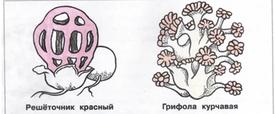 Грибы из Красной книги России - окружающий мир 3 класс Плешаков тетрадь