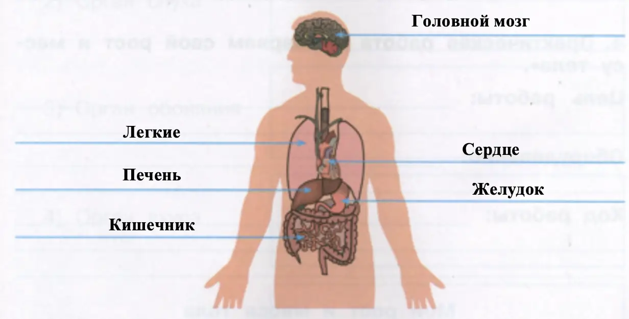 Органы человека - окружающий мир 3 класс Плешаков тетрадь