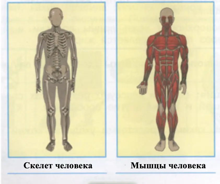 Части опорно-двигательной системы - окружающий мир 3 класс Плешаков тетрадь