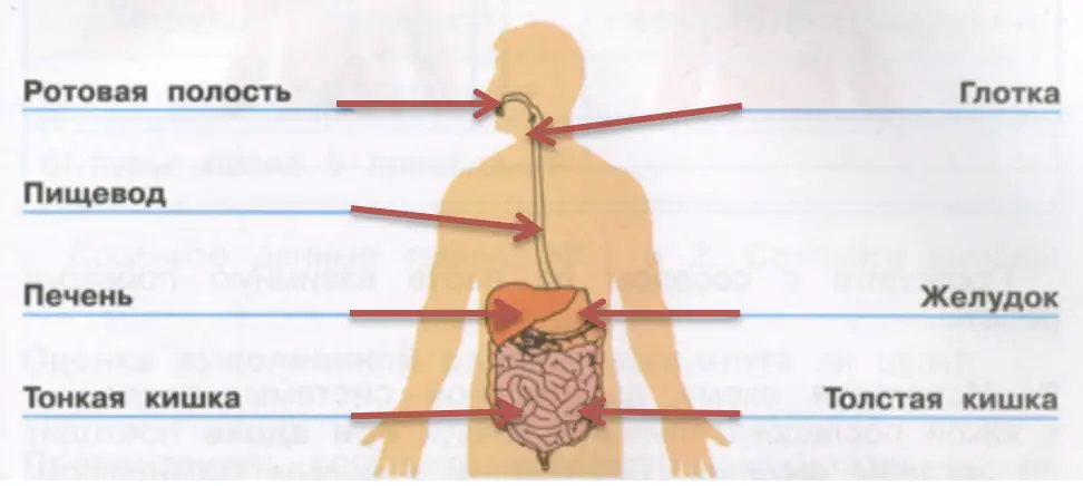 Части пищеварительной системы - окружающий мир 3 класс Плешаков тетрадь