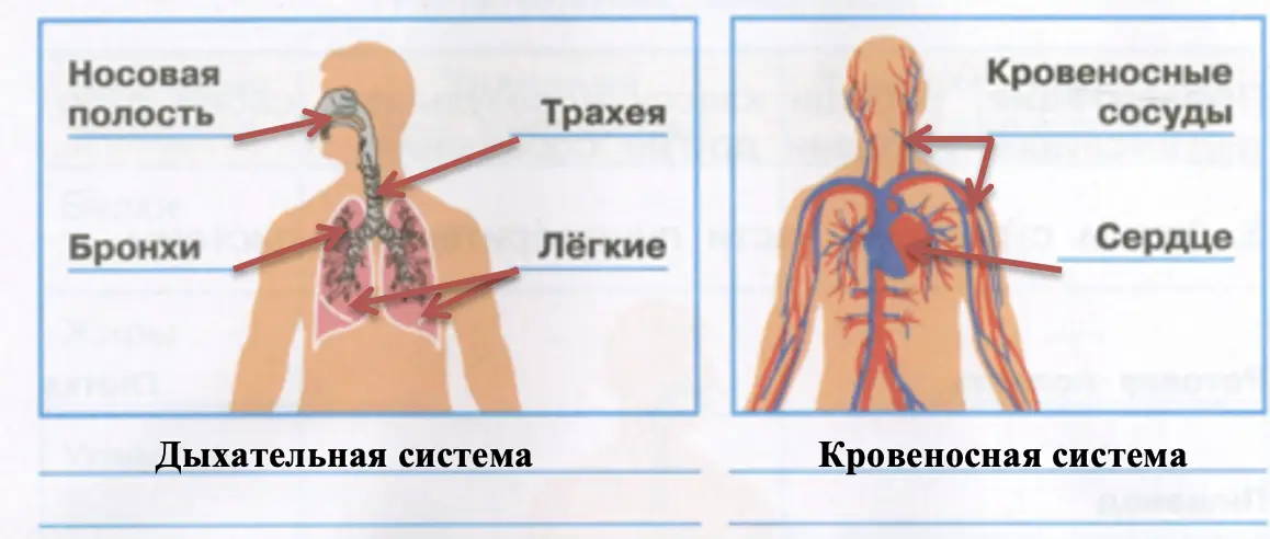 Дыхательная и кровеносная системы - окружающий мир 3 класс Плешаков тетрадь