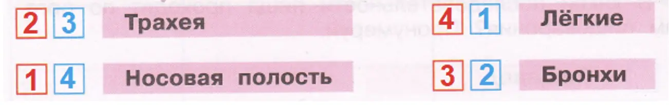 Движение воздуха при вдохе и выдохе - окружающий мир 3 класс Плешаков тетрадь