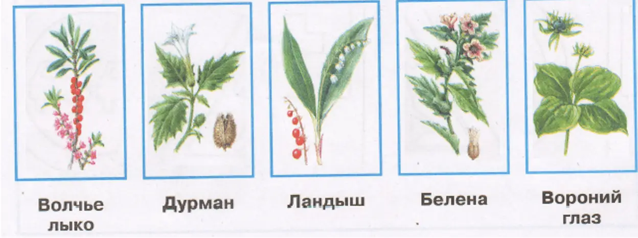 Ядовитые растения - окружающий мир 3 класс Плешаков тетрадь