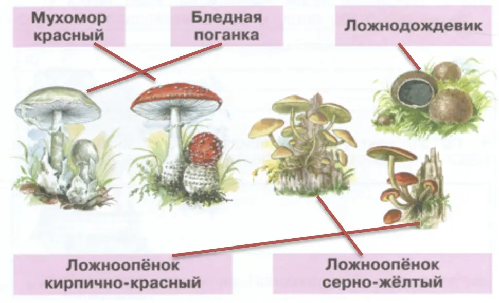 Ядовитые грибы - окружающий мир 3 класс Плешаков тетрадь