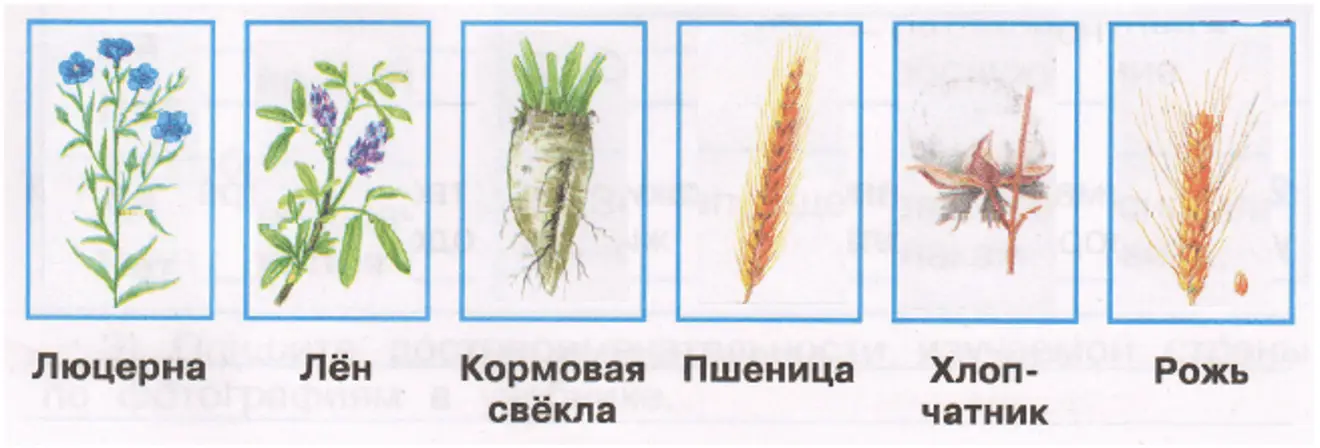 Культурные растения - окружающий мир 3 класс Плешаков тетрадь