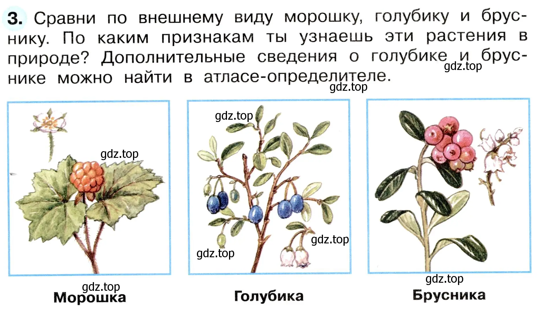 Условие номер 3 (страница 48) гдз по окружающему миру 4 класс Плешаков, Новицкая, рабочая тетрадь 1 часть