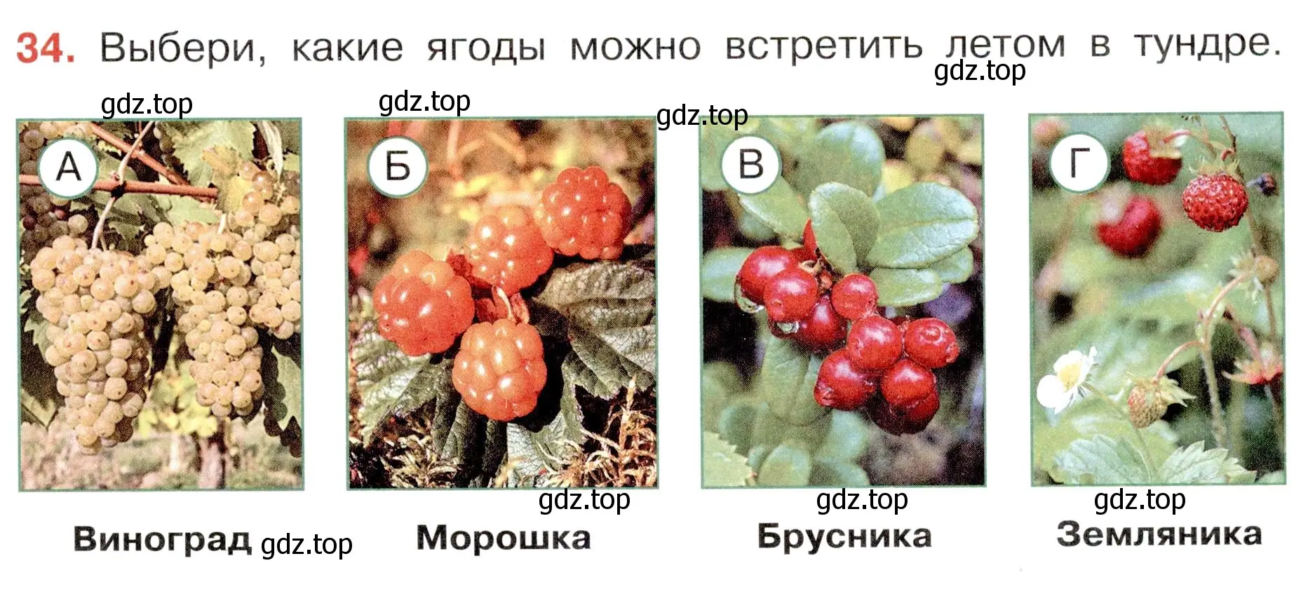 Условие номер 34 (страница 25) гдз по окружающему миру 4 класс Плешаков, Новицкая, тесты