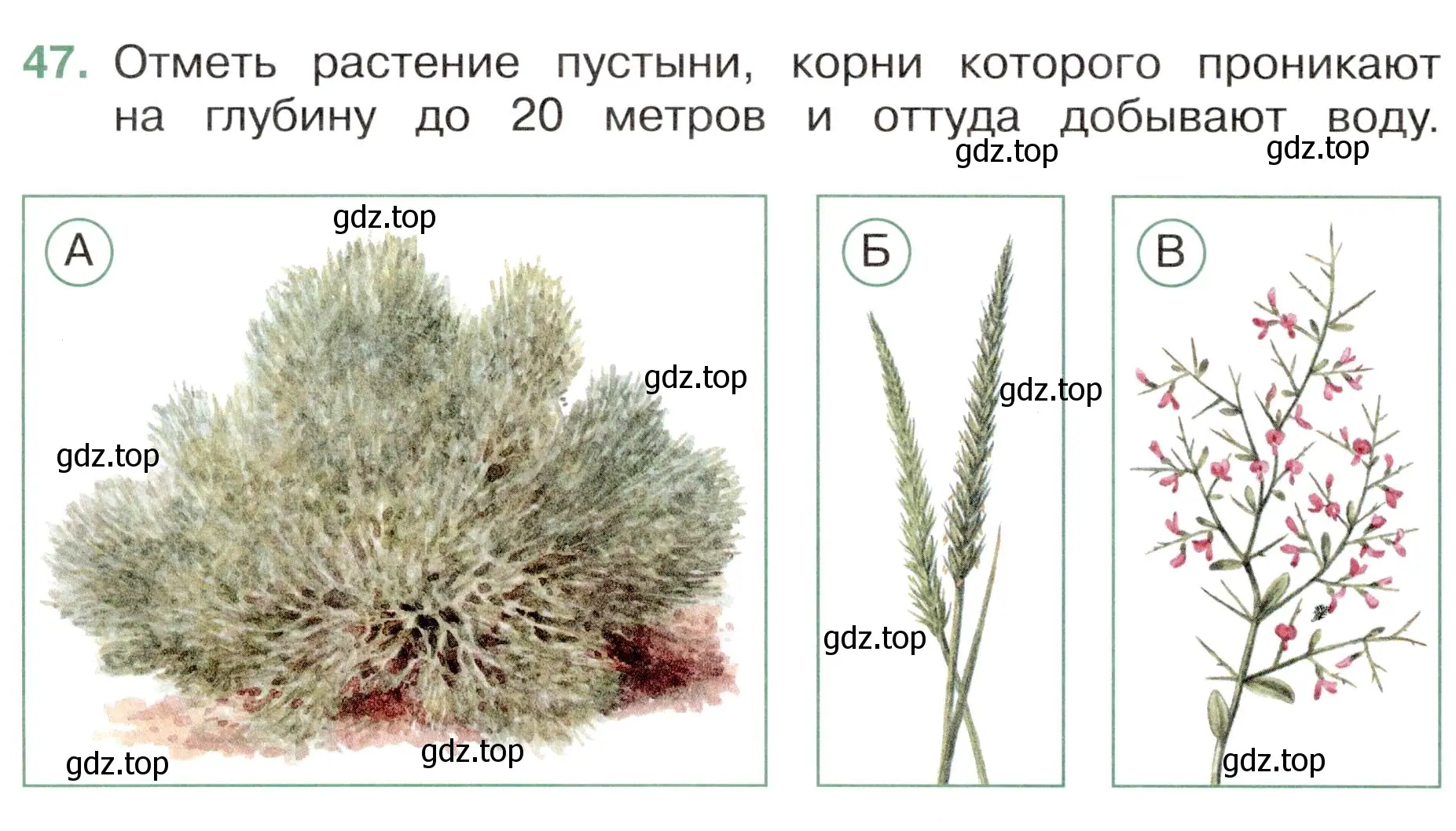 Условие номер 47 (страница 28) гдз по окружающему миру 4 класс Плешаков, Новицкая, тесты