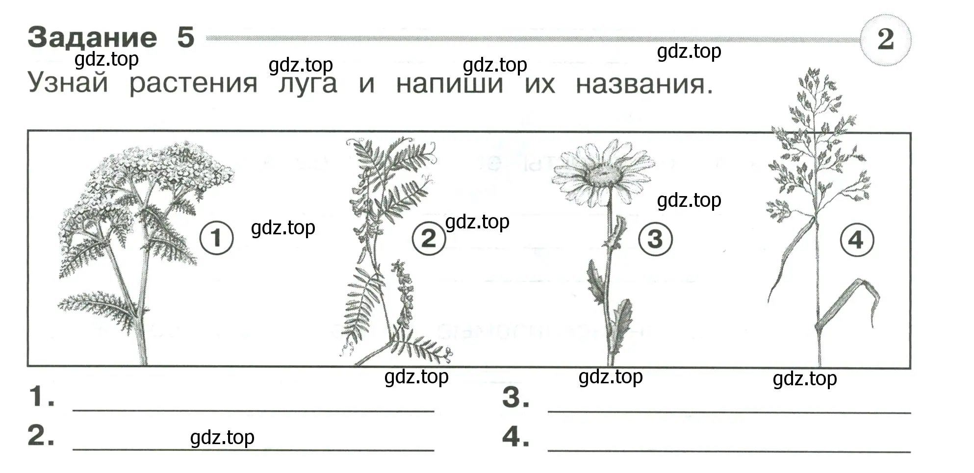 Условие номер 5 (страница 35) гдз по окружающему миру 4 класс Плешаков, Крючкова, проверочные работы