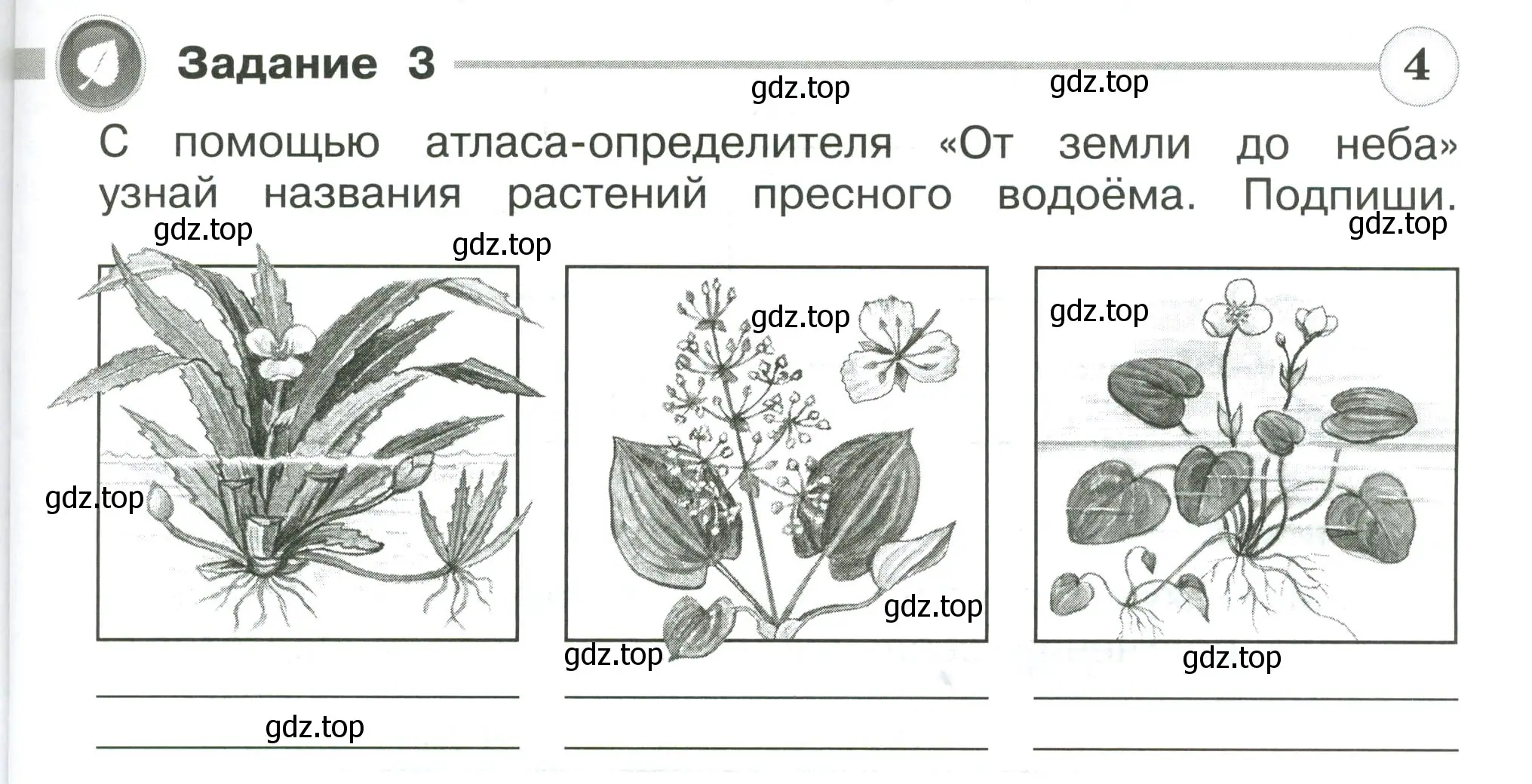 Условие номер 3 (страница 43) гдз по окружающему миру 4 класс Плешаков, Крючкова, проверочные работы