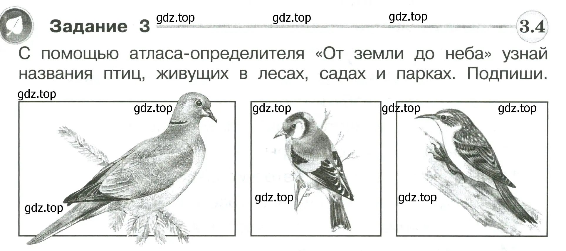 Условие номер 3 (страница 95) гдз по окружающему миру 4 класс Плешаков, Крючкова, проверочные работы