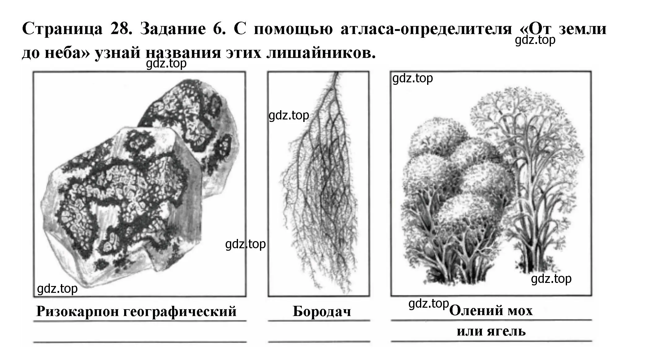 Решение номер 6 (страница 28) гдз по окружающему миру 4 класс Плешаков, Крючкова, проверочные работы