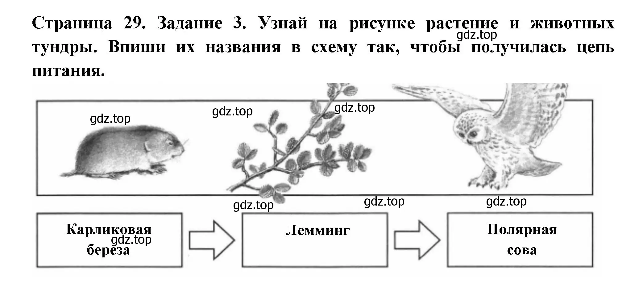 Решение номер 3 (страница 29) гдз по окружающему миру 4 класс Плешаков, Крючкова, проверочные работы