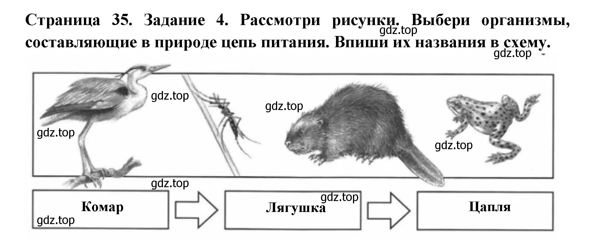 Решение номер 4 (страница 35) гдз по окружающему миру 4 класс Плешаков, Крючкова, проверочные работы