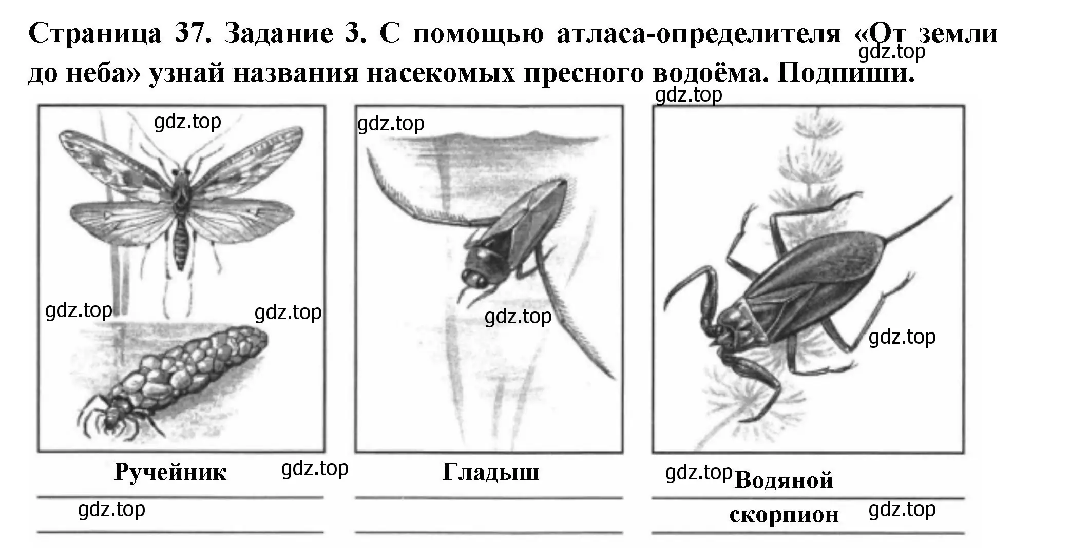 Решение номер 3 (страница 37) гдз по окружающему миру 4 класс Плешаков, Крючкова, проверочные работы