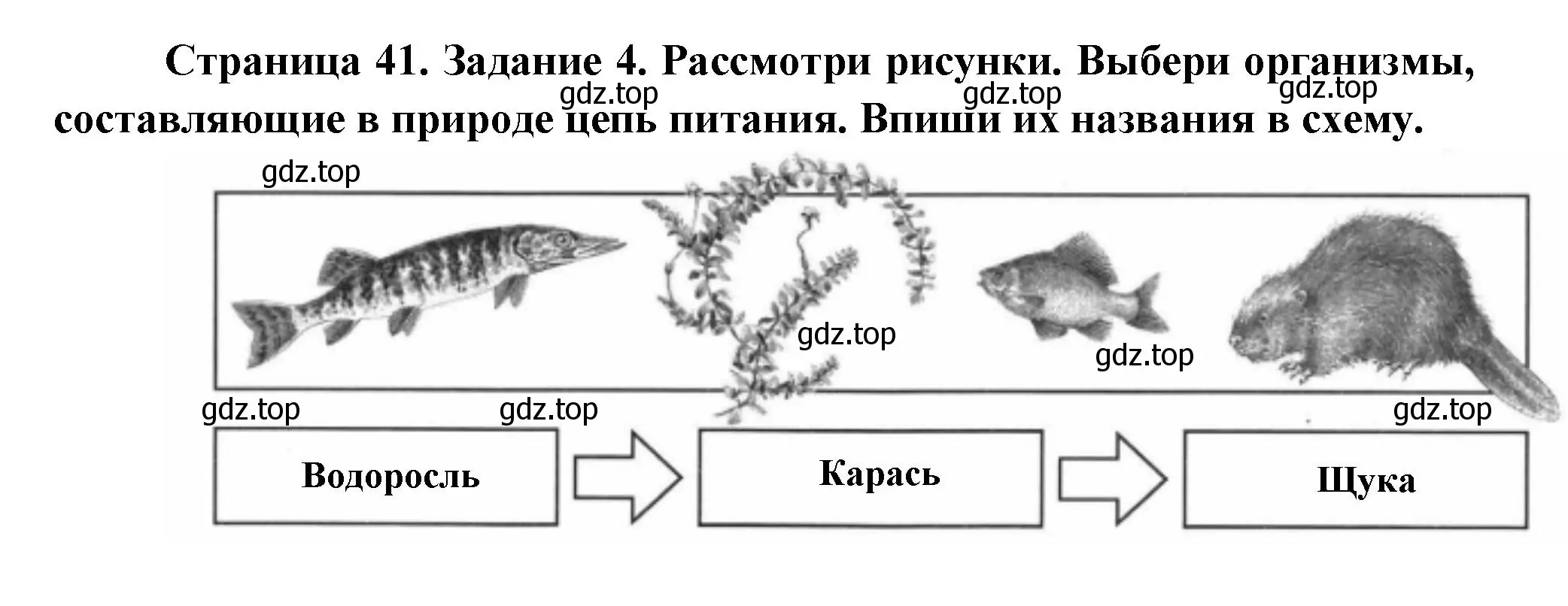 Решение номер 4 (страница 41) гдз по окружающему миру 4 класс Плешаков, Крючкова, проверочные работы