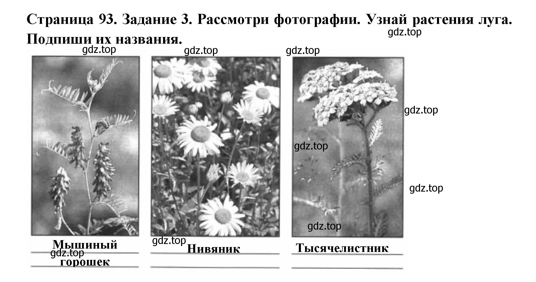 Решение номер 3 (страница 93) гдз по окружающему миру 4 класс Плешаков, Крючкова, проверочные работы