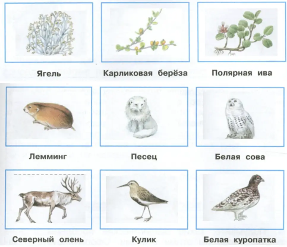  - окружающий мир 4 класс Плешаков