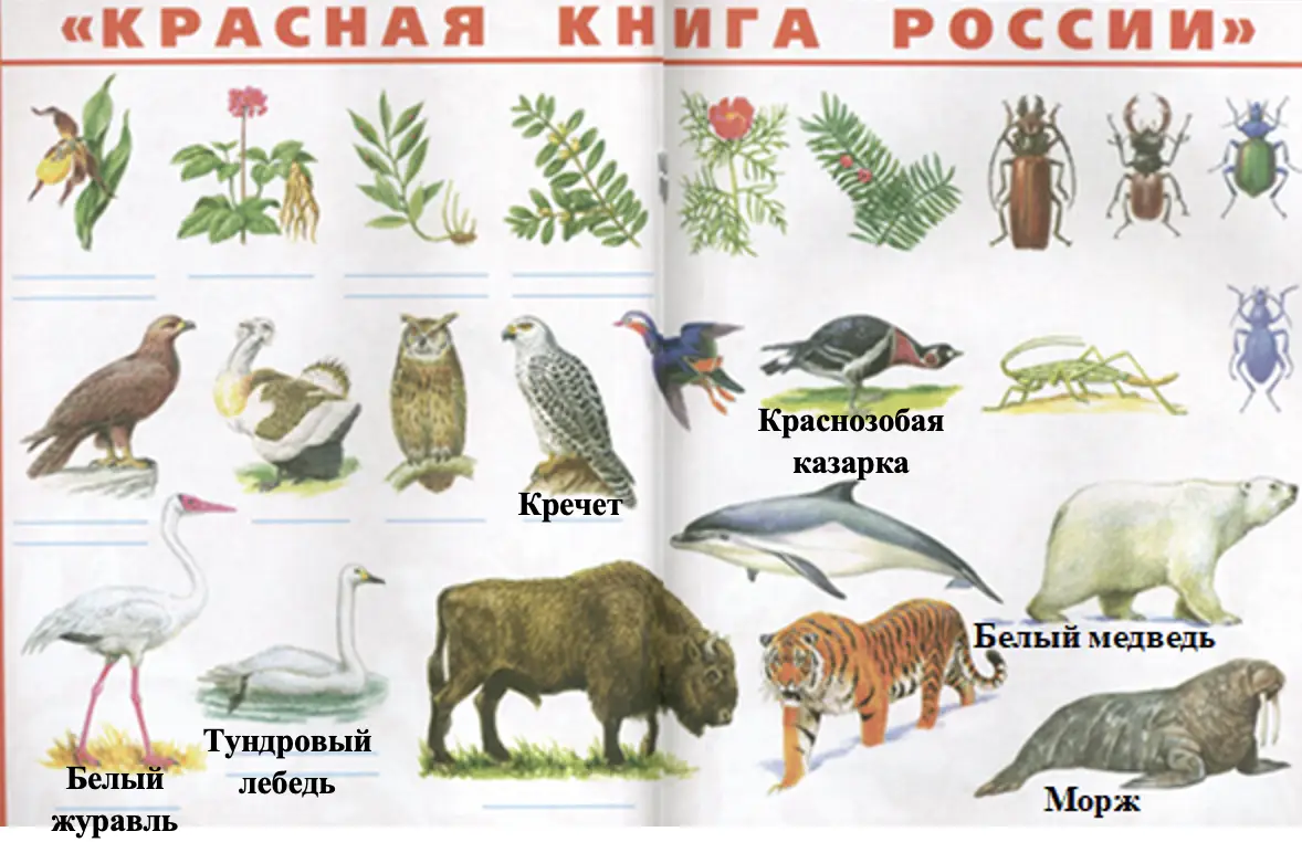 Красная книга России (2) - окружающий мир 4 класс Плешаков