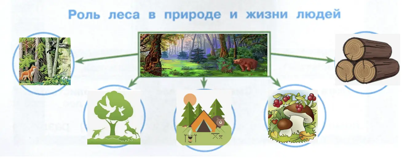 Значение леса - окружающий мир 4 класс Плешаков