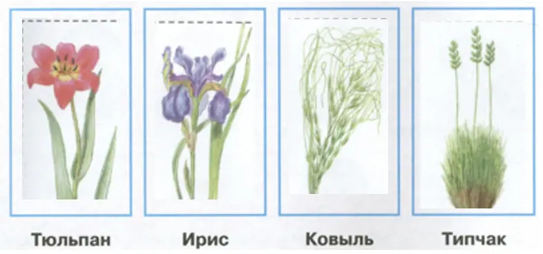 Знаешь ли ты степные растения. - окружающий мир 4 класс Плешаков