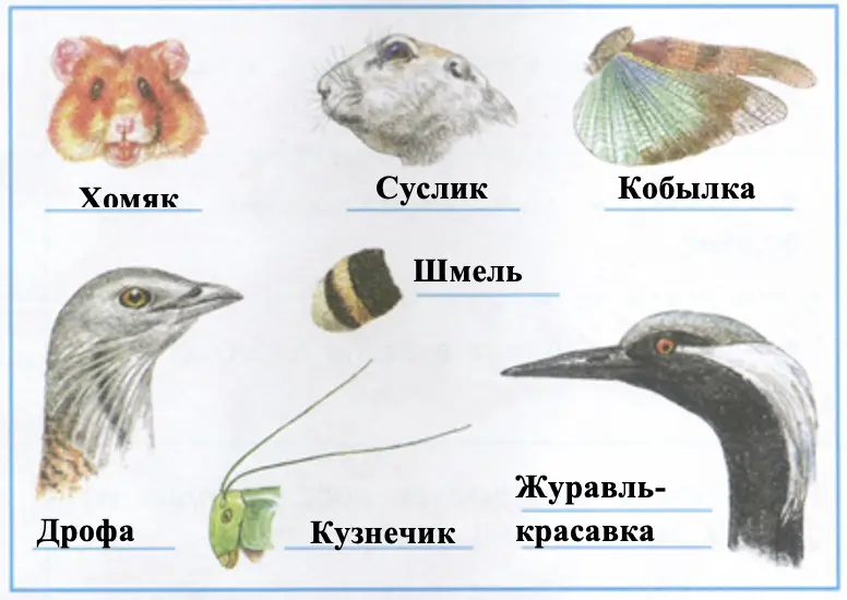 Узнай животных степи по рисункам. - окружающий мир 4 класс Плешаков