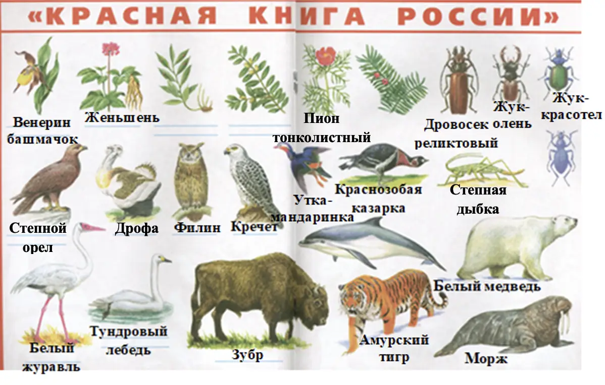 Продолжи заполнение плаката - окружающий мир 4 класс Плешаков