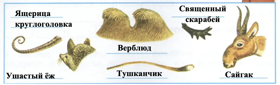 Узнай животных пустыни по рисункам - окружающий мир 4 класс Плешаков
