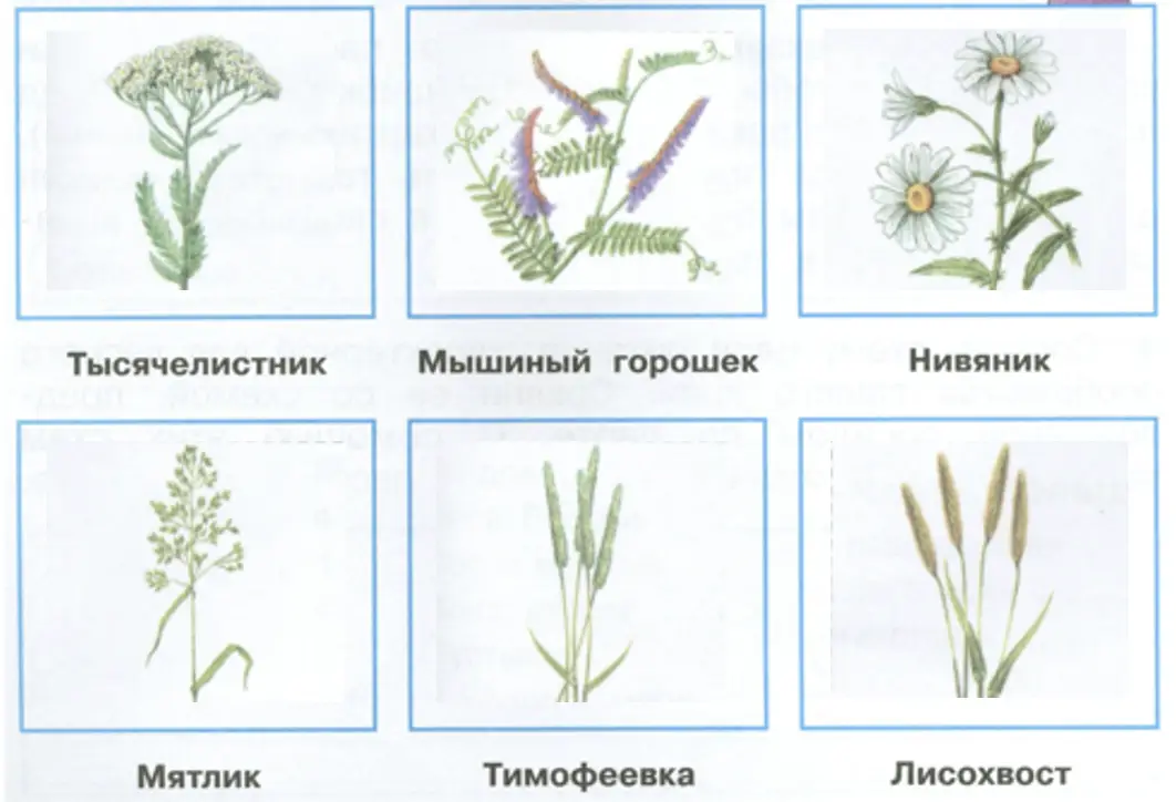 Запишите названия растений луга. - окружающий мир 4 класс Плешаков