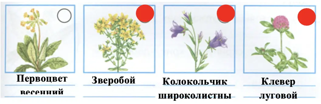 Узнай названия этих растений луга, подпиши. - окружающий мир 4 класс Плешаков
