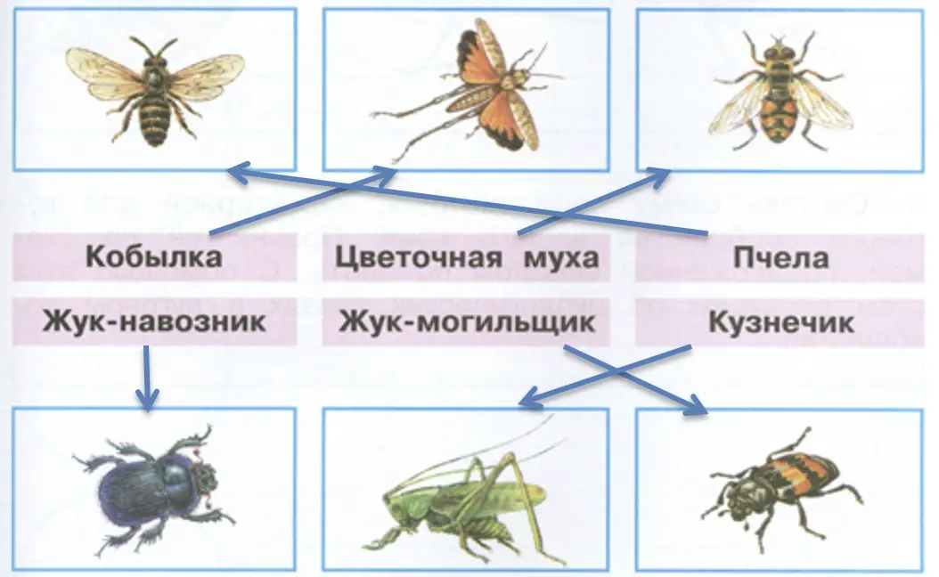 Соедини стрелками рисунки и названия. - окружающий мир 4 класс Плешаков