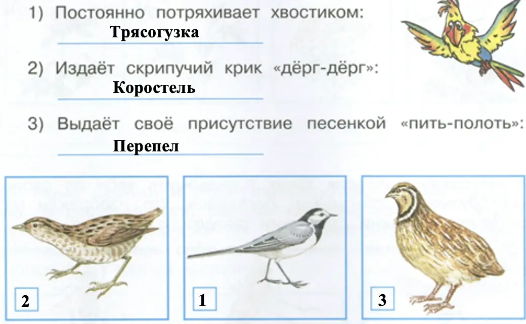Найди этих птиц на рисунках, пронумеруй. - окружающий мир 4 класс Плешаков