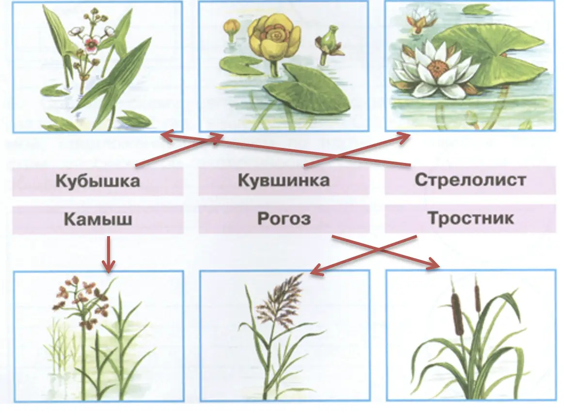 Какие растения изображены на рисунках? - окружающий мир 4 класс Плешаков