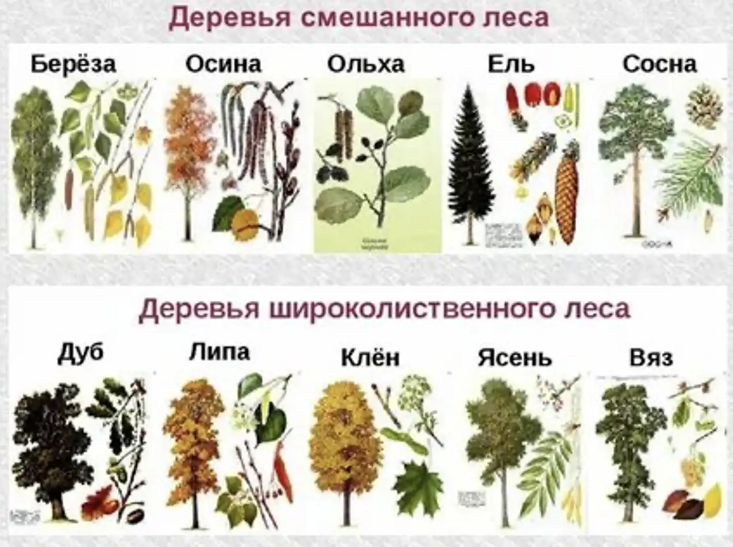 Растения смешанного леca - окружающий мир 4 класс Плешаков