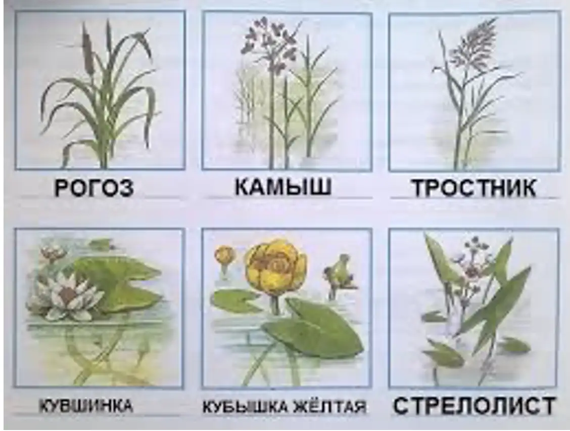 Растения пресных вод - окружающий мир 4 класс Плешаков