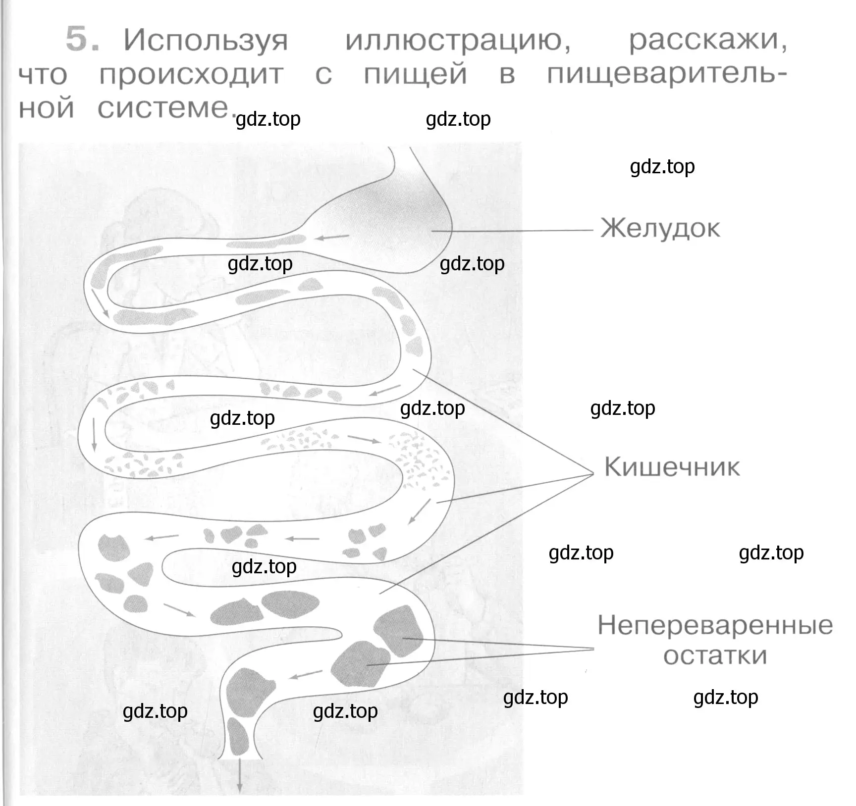 Условие номер 5 (страница 19) гдз по окружающему миру 4 класс Саплина, Саплин, рабочая тетрадь