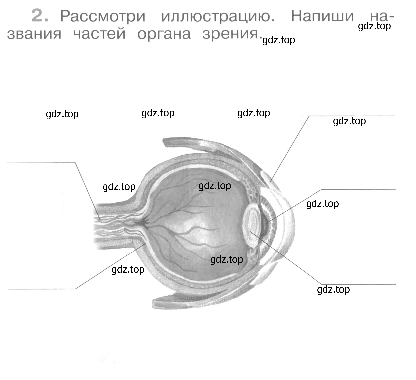 Условие номер 2 (страница 30) гдз по окружающему миру 4 класс Саплина, Саплин, рабочая тетрадь