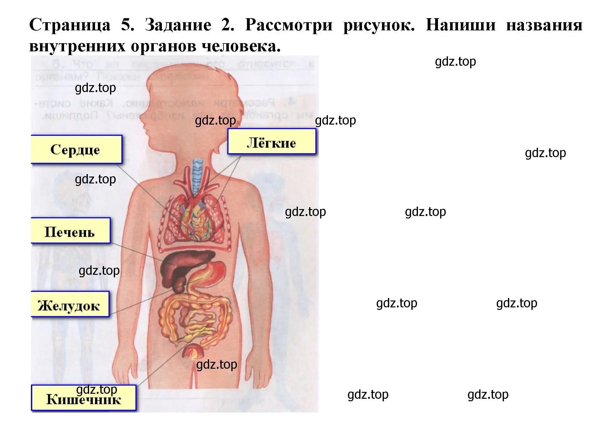 Решение номер 2 (страница 5) гдз по окружающему миру 4 класс Саплина, Саплин, рабочая тетрадь