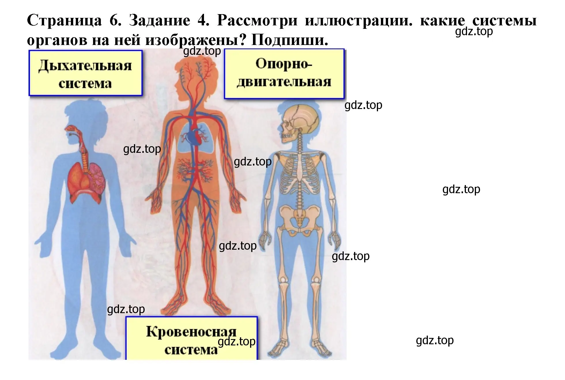 Решение номер 4 (страница 6) гдз по окружающему миру 4 класс Саплина, Саплин, рабочая тетрадь