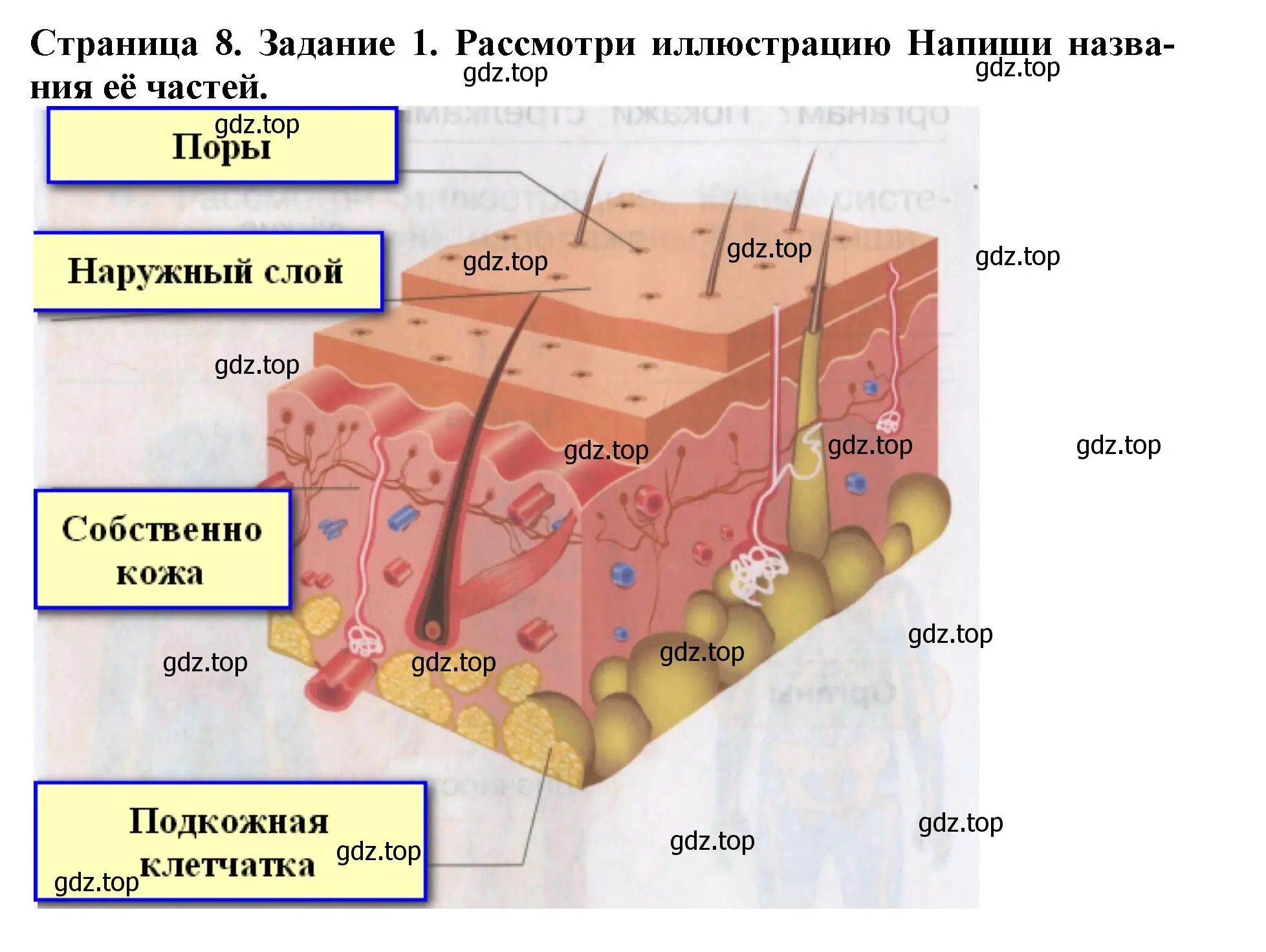 Решение номер 1 (страница 8) гдз по окружающему миру 4 класс Саплина, Саплин, рабочая тетрадь