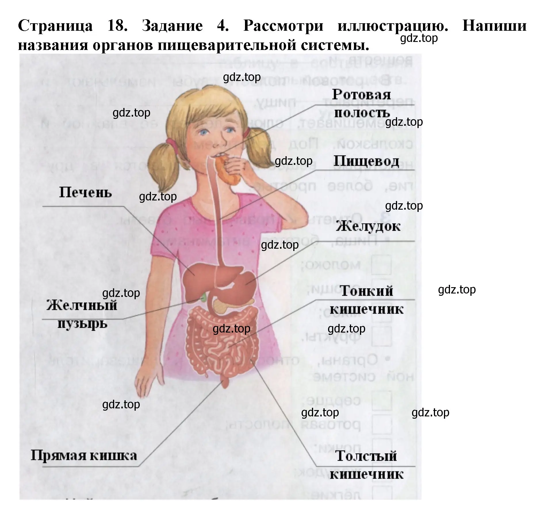 Решение номер 4 (страница 18) гдз по окружающему миру 4 класс Саплина, Саплин, рабочая тетрадь