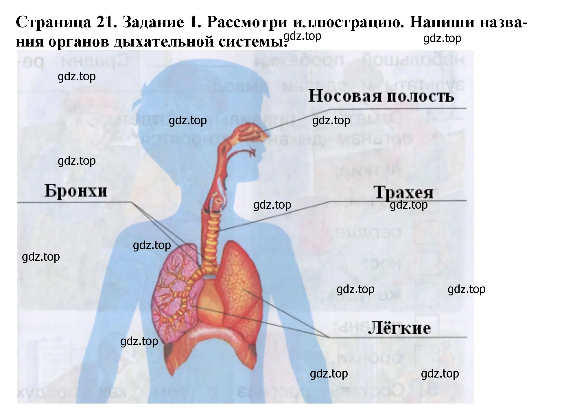 Решение номер 1 (страница 21) гдз по окружающему миру 4 класс Саплина, Саплин, рабочая тетрадь