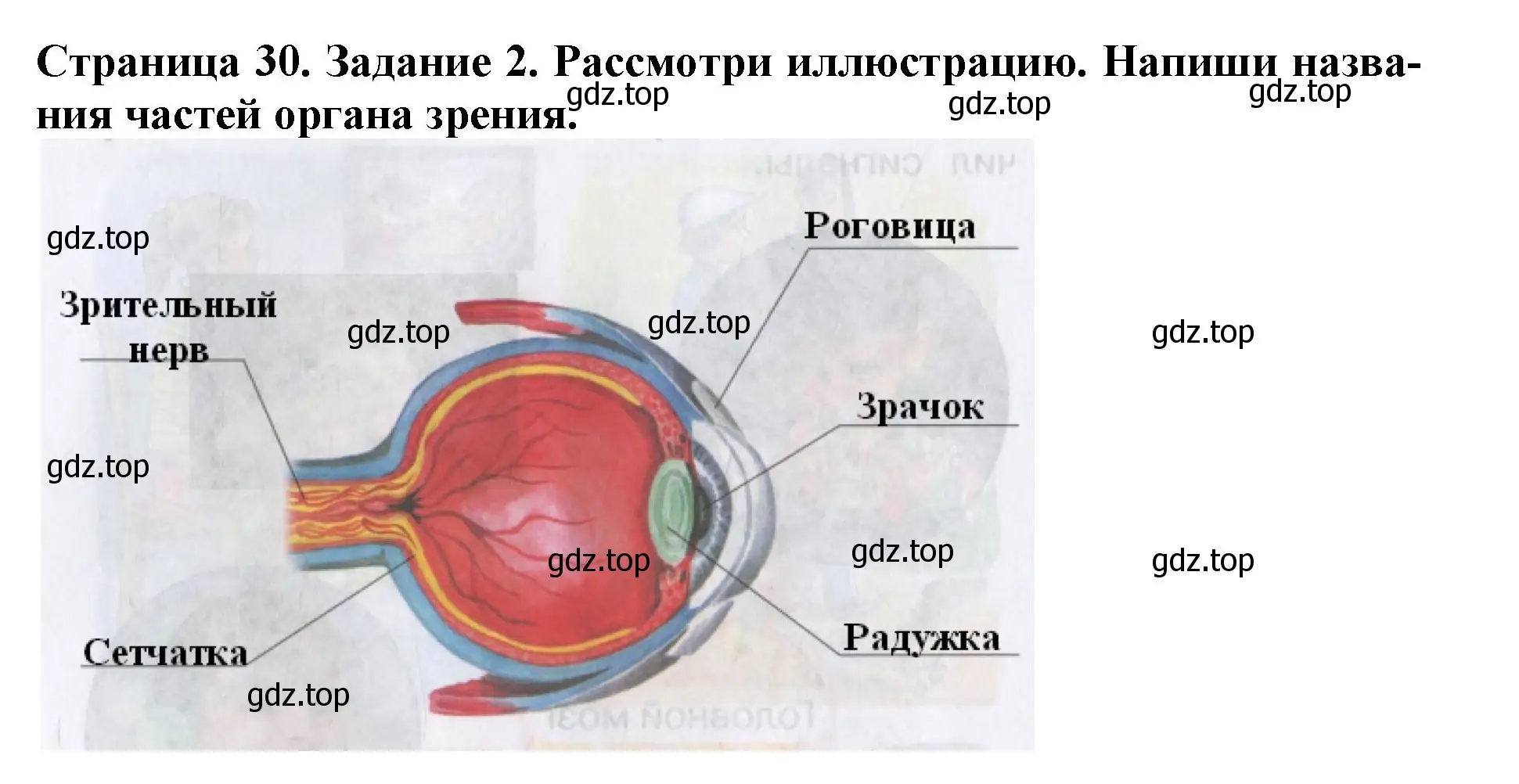 Решение номер 2 (страница 30) гдз по окружающему миру 4 класс Саплина, Саплин, рабочая тетрадь